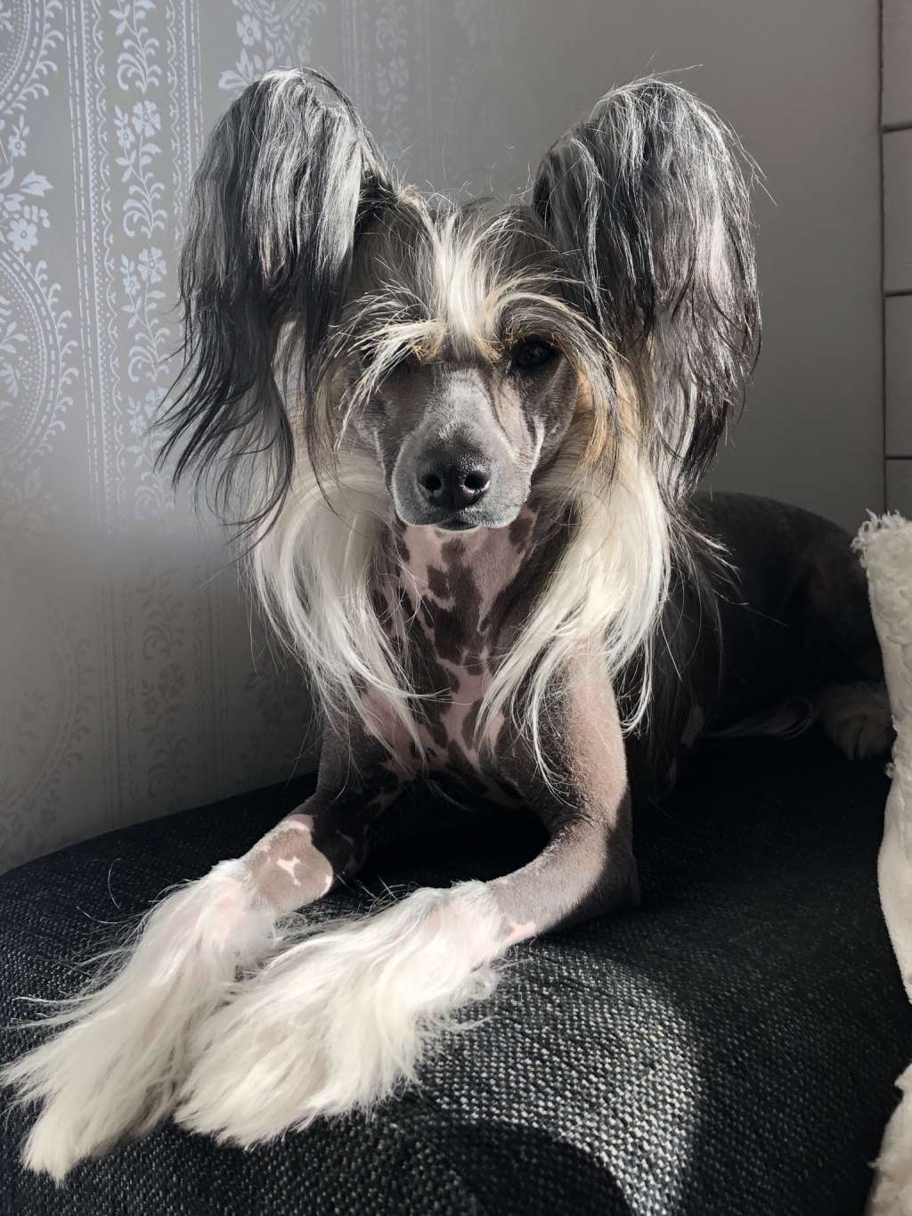 Proud Pony Run to the Hills