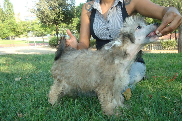 Gianni Fatto In Italia De Bleu Argent