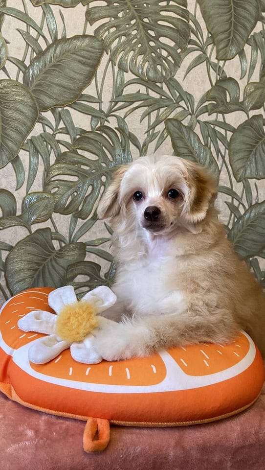 Anna Sky Kennel Milka