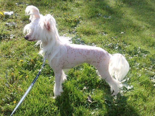 Yorcerchi's Wind Storm