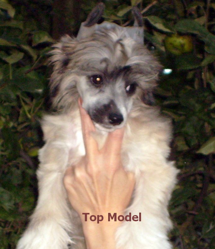 Barbacoma (fci) Top Model
