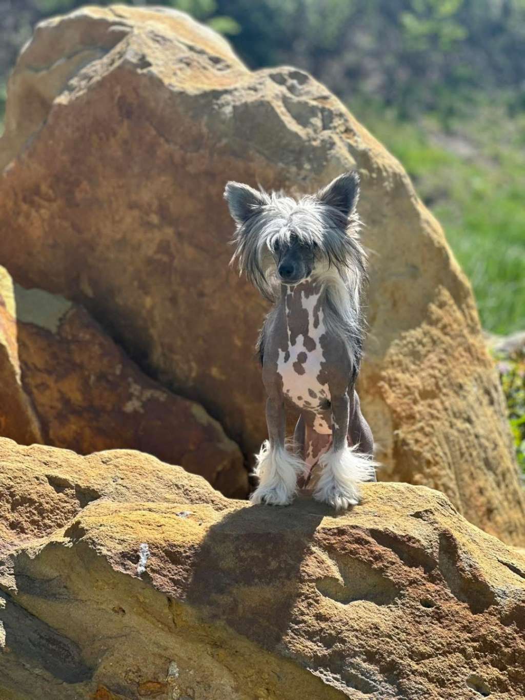 EverCrests Move Over B?tch