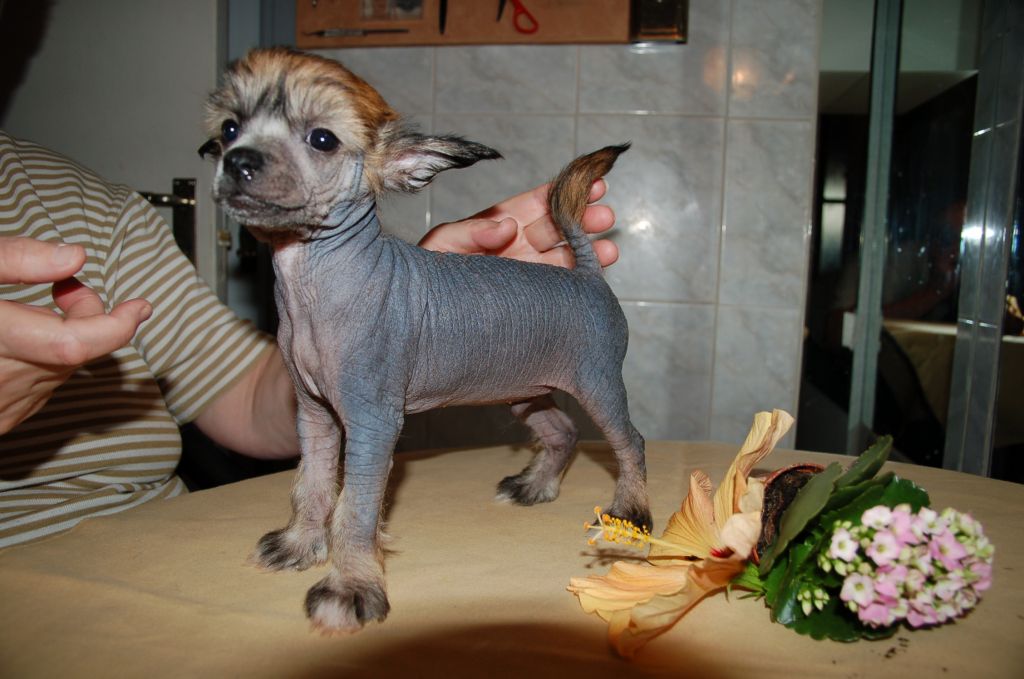 De La Mahafu's Model Forest