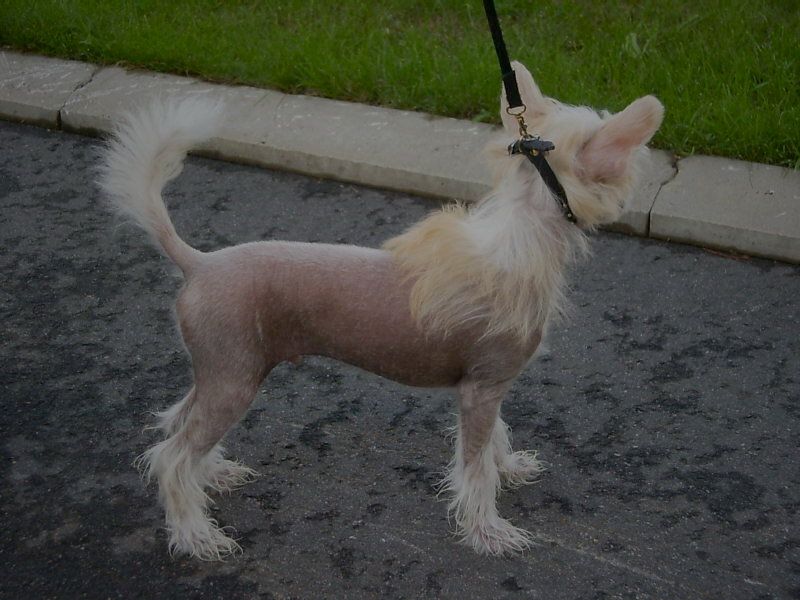 Candy Queen's Echo Of The Fox