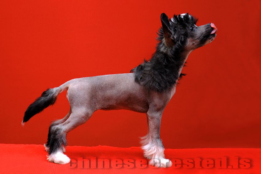 Practical Hero Quirky Queen