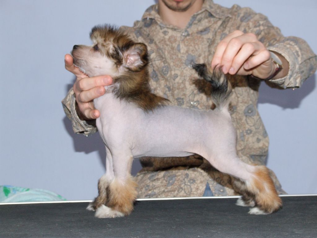 Pestka z  Gangu Lysych