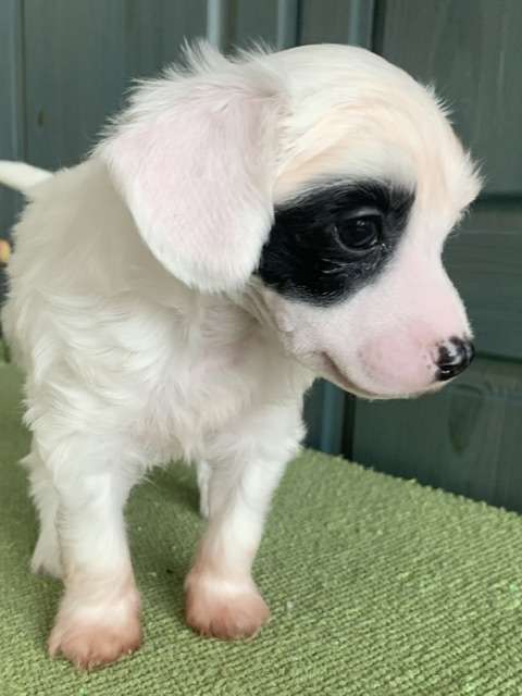 Bim Od Andelu Straznych