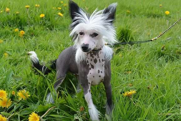 Ice Cream Dom Risorto