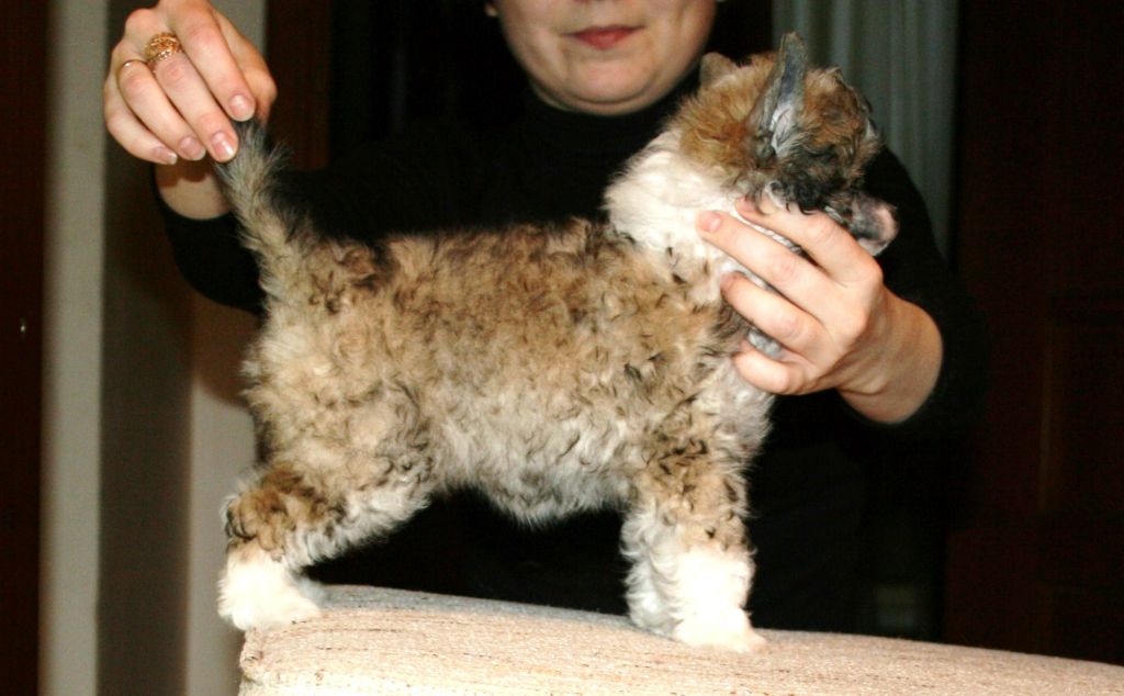 Showplace Alfa Romeo