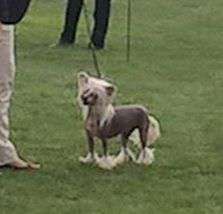 Scherzando Laylah  2 Cc  1 Rcc