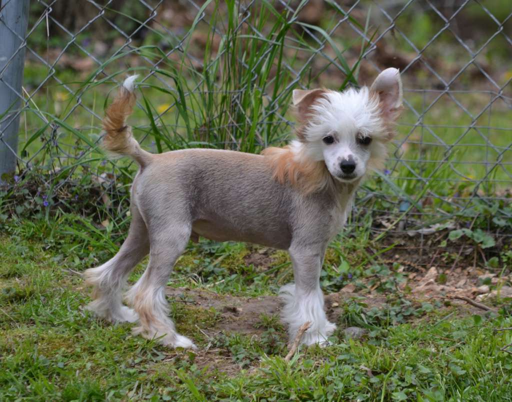 Delende Wild Thing Worka Art