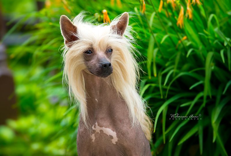 Pan Profesor Next Germanika