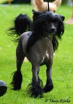 Tournais Laughing My Freakn Ass Off