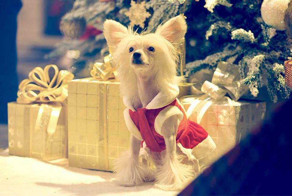 Eni Dneprovskoye Solntse