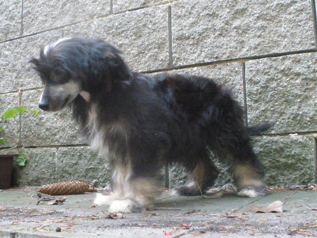 Ophelia Bo Adore Al Maarii Sapphire