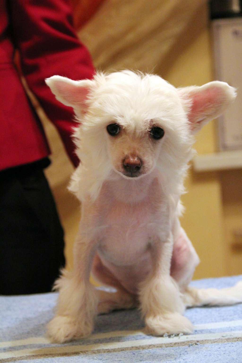 Ellavia Effulgent Tenderness