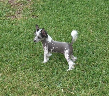 Perl's Wolf In Disguise