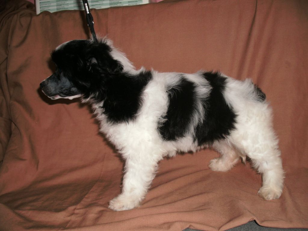 Moretonia Snow Wonder