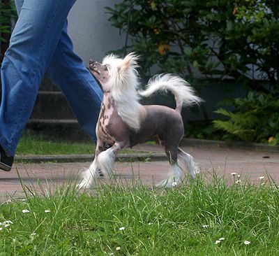 Wish Dream  von Shinbashi