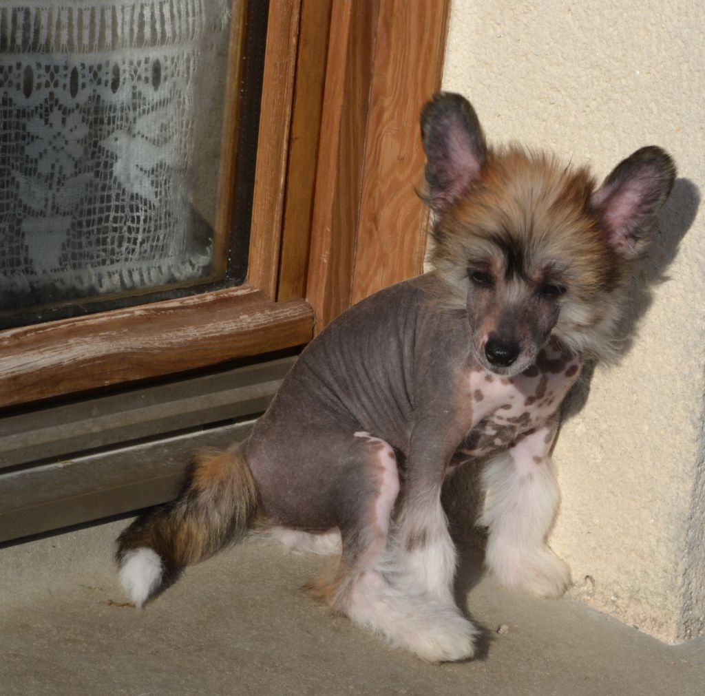 Just A Secret de l'Orée des Rêves