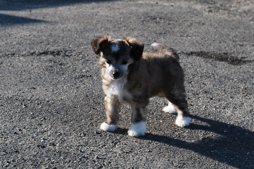 Little Dog Of Dream Gentleman