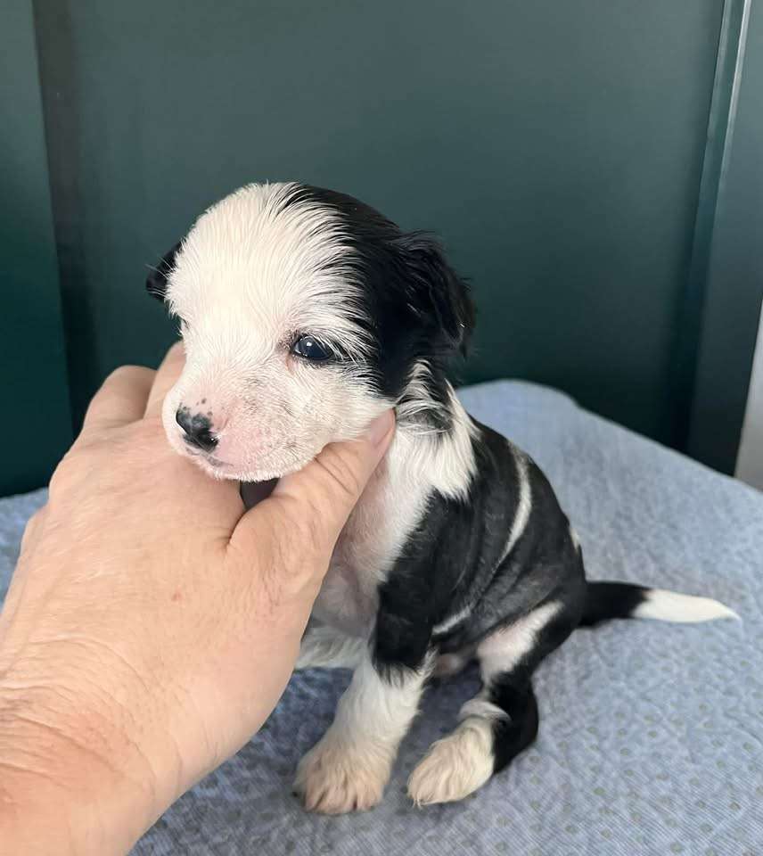 Showstyle's Black Tie Affair