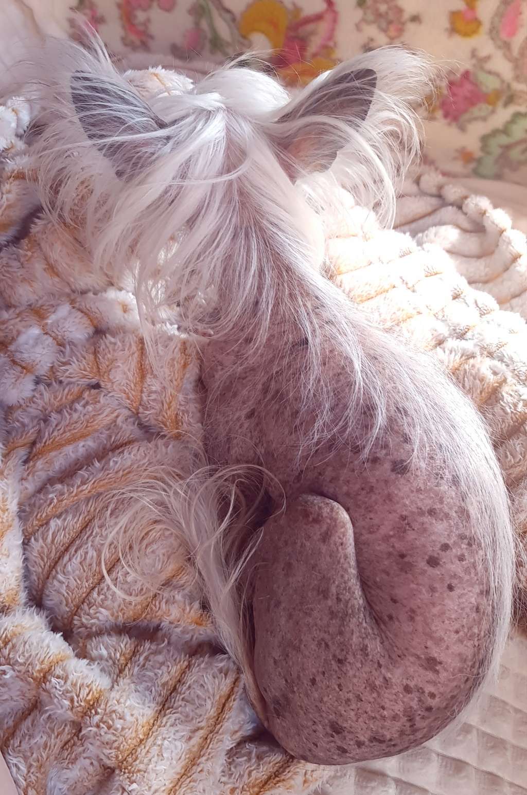 Szennavölgyi- Fekete Gyöngy Arabella 