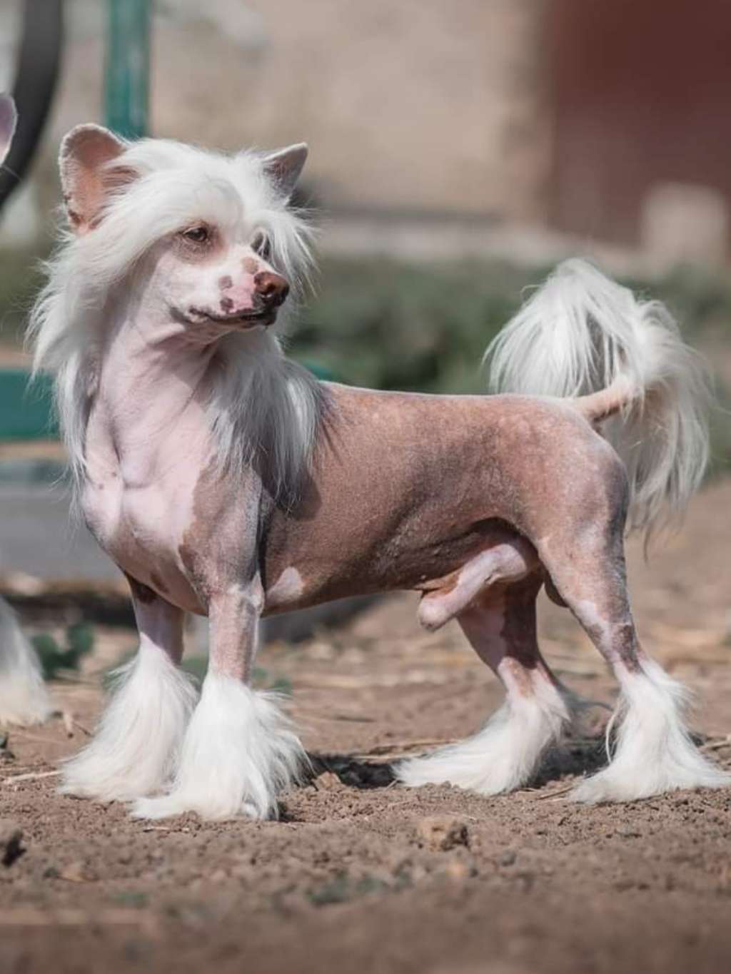 Kharkov Heart  Dneprovskoye Solntse