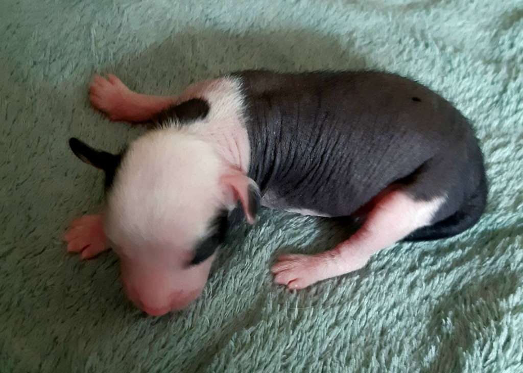 Magic of Success Daniel