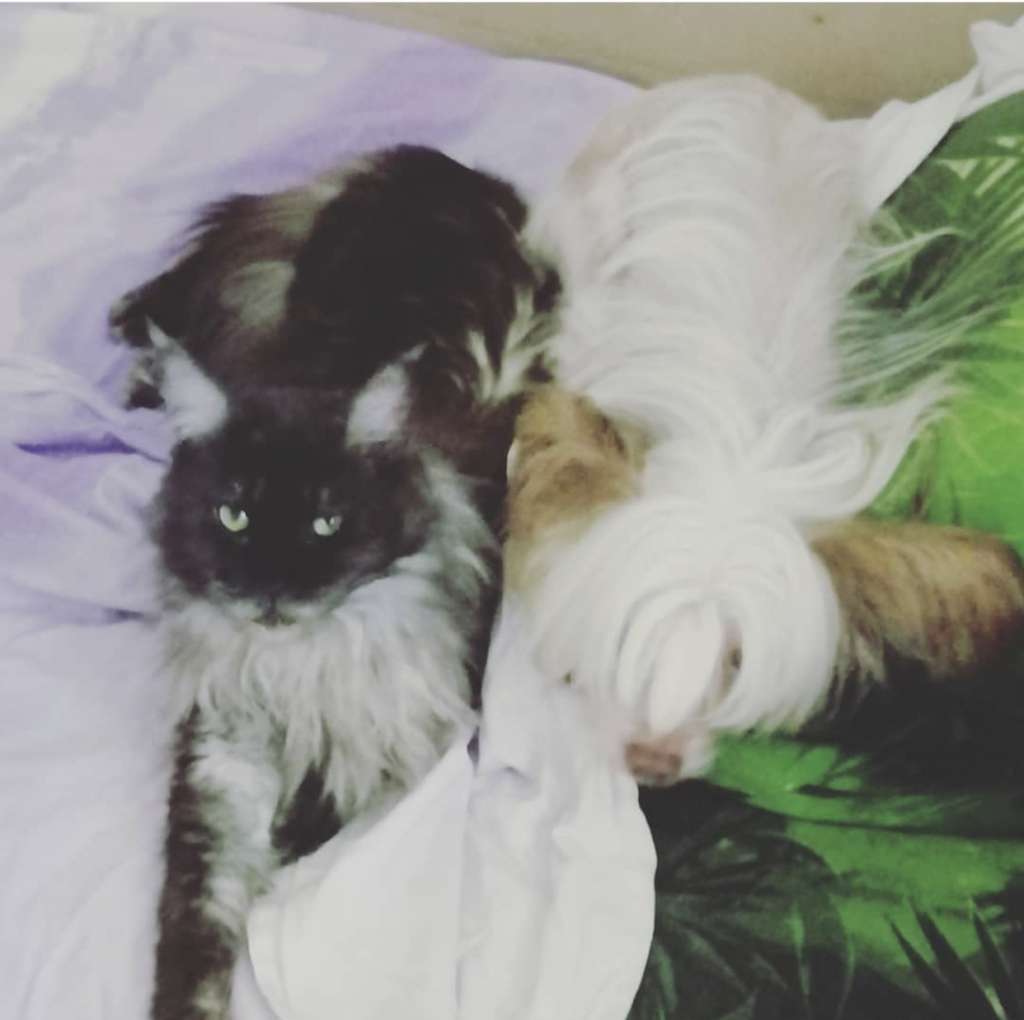 Dezmond Kiss of Life