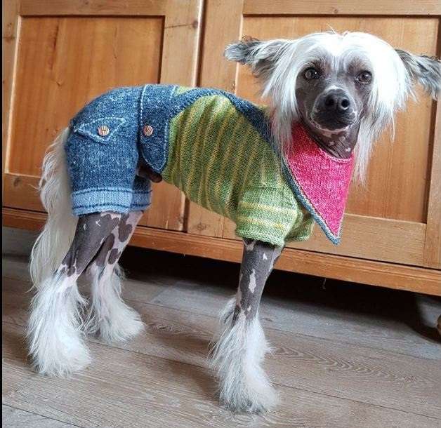 Cat's China Dogs  Oriental Mistral