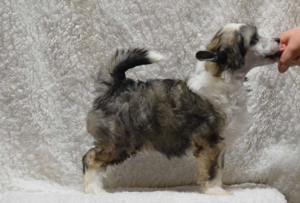 Kaitlin Epic Legacy Of Ozi Nomos