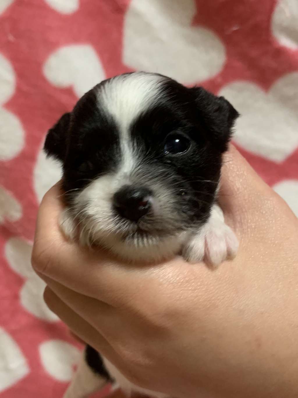 Eternity Sirius Jp Fee