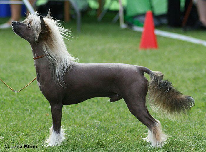 Stormblåstens Varimathras