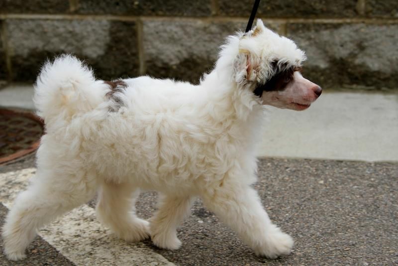 Lyric Town Gimme Gimme Gimme