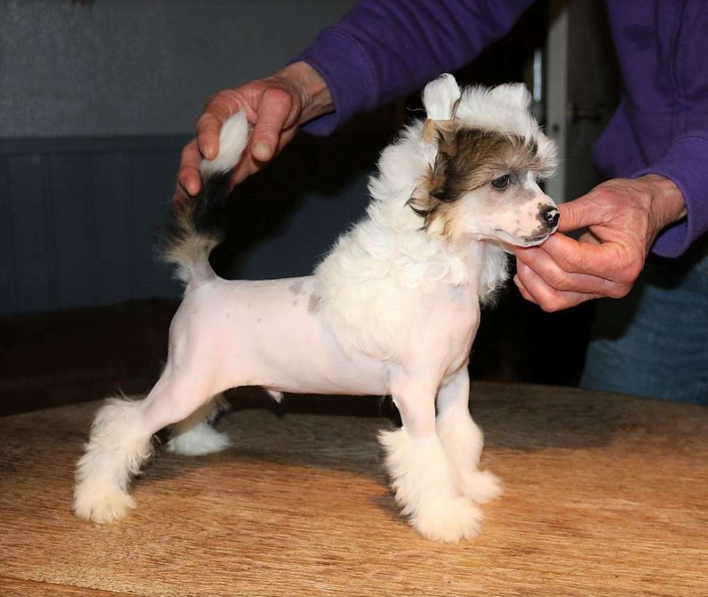 Be My Dog's Ekke Nekkepen