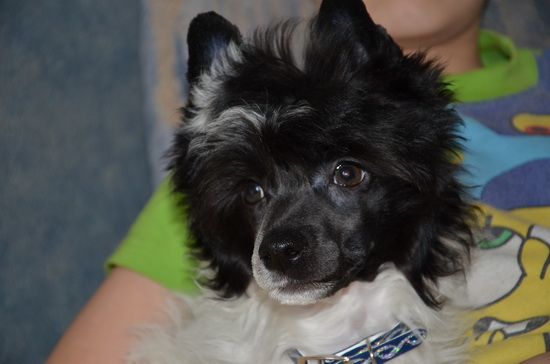 Grand Show Vinsent Royal 