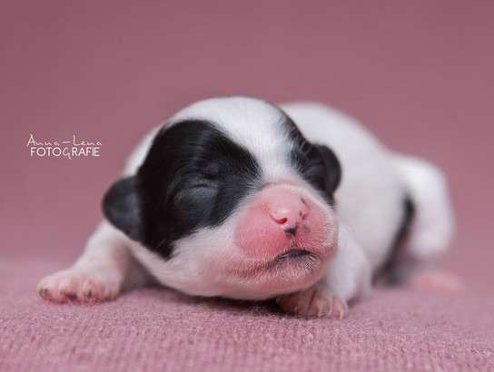 Little Rehma's Nerani