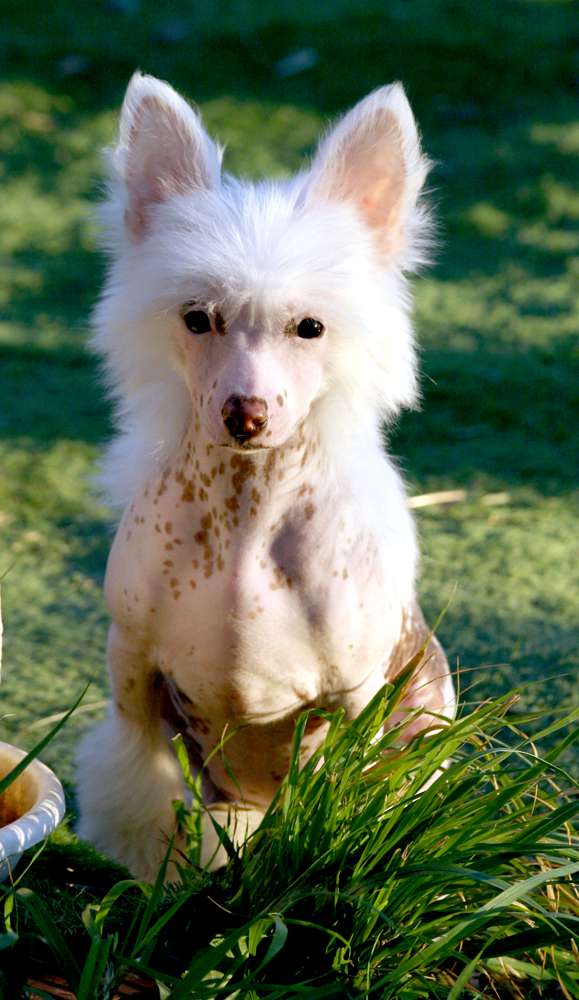 Romantic Fairy Tale  MILA