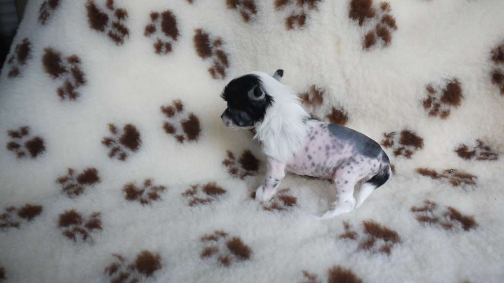 Comet Little Charmings