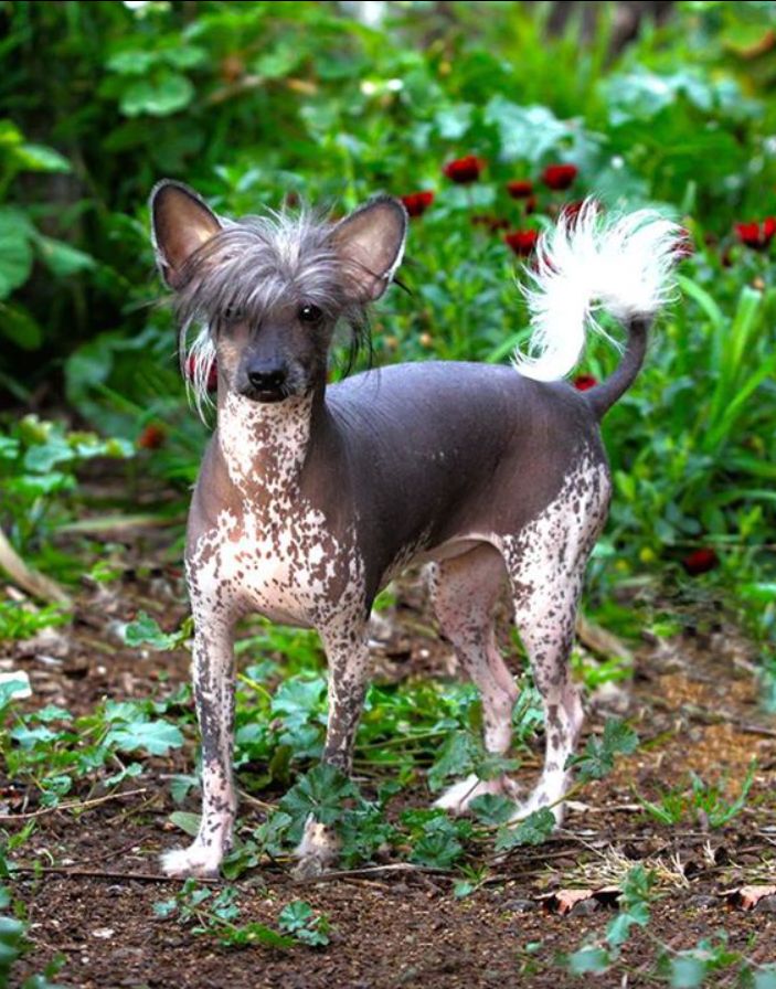 Entourage Go Hard Or Go Home