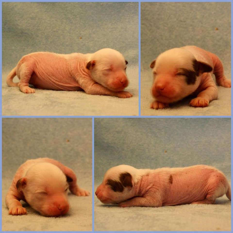 Beyesa's Coole Mancha