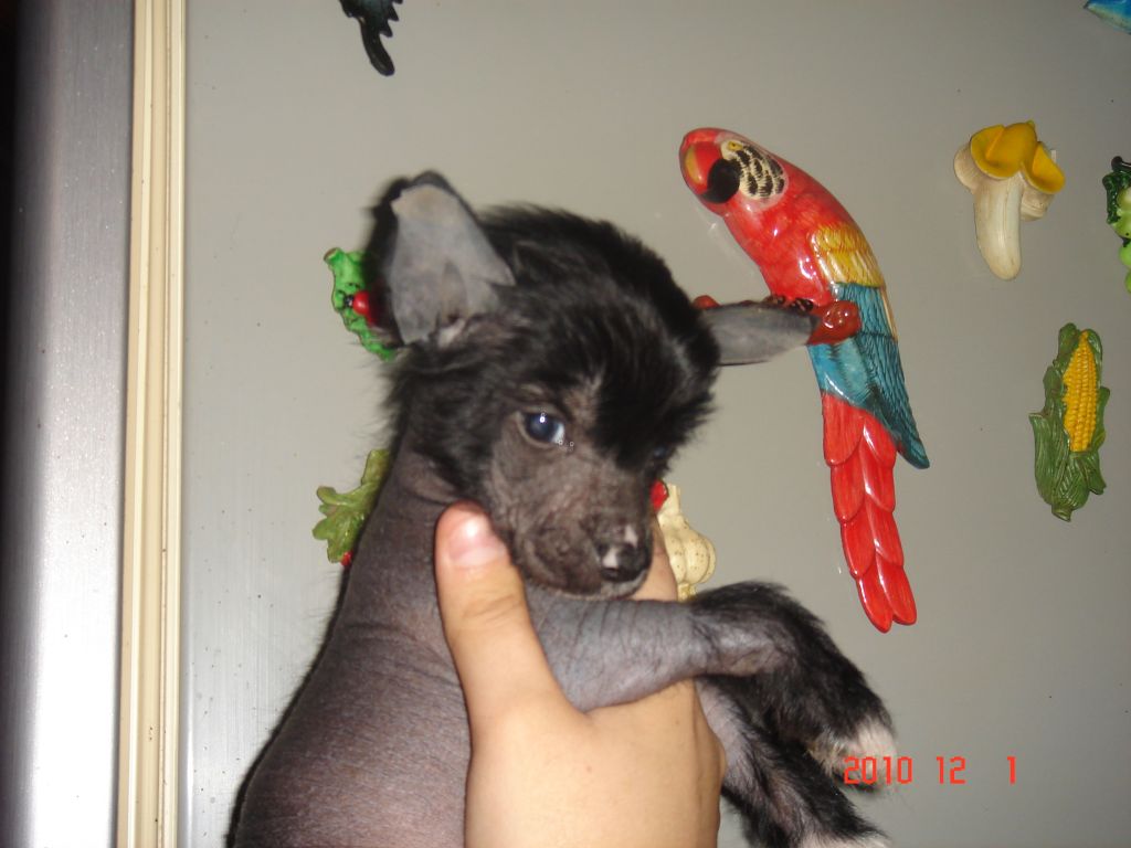 Valter Mistery Of My Hurt Molosos Gratzi