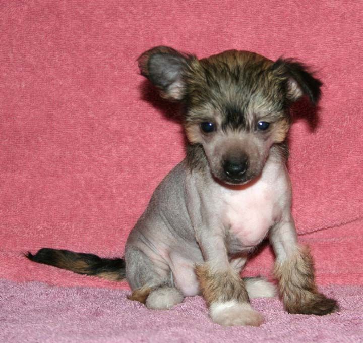 Jewels Spectacular Bid