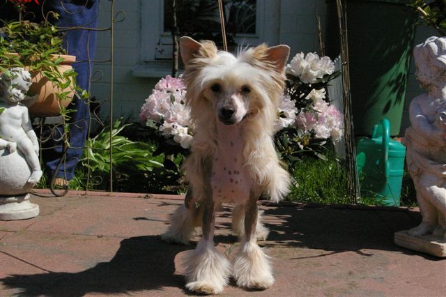 Kiss Of A Rose von Shinbashi