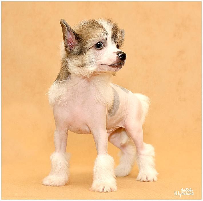 LoveMagic Colossal Chic