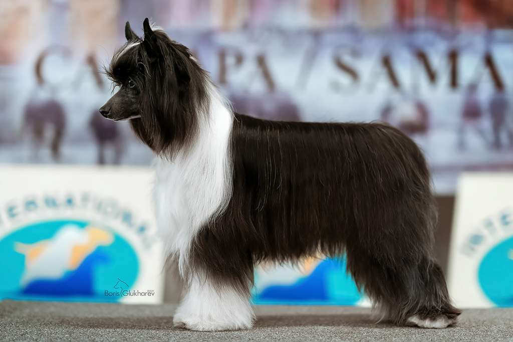 Incanto Del Mondo Diamond Tiara