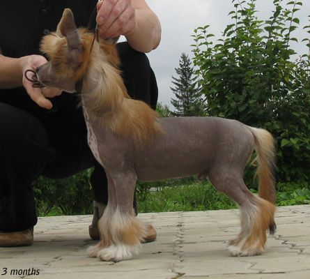 Vernisazh Mari Cezar