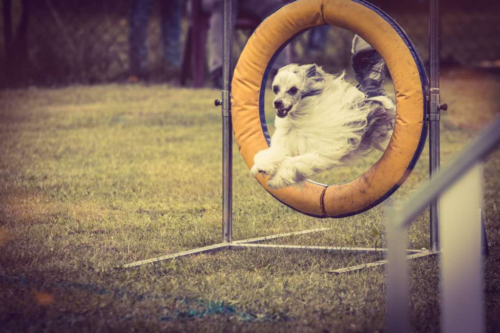 Killah von Shinbashi