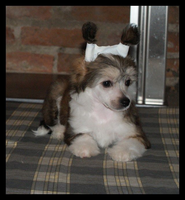 Evangelista Du Coeur Des Tenebres